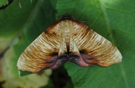Hobelspanner (Plagodis dolabraria) - © Leo Kuzmits